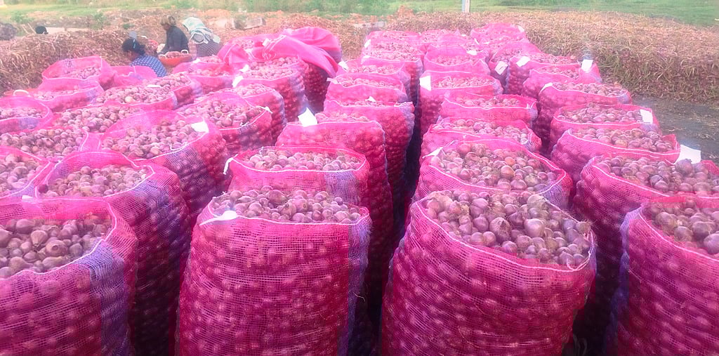 ಬೆಳೆಗಾರರಿಗೆ ಆರ್ಥಿಕ ಸಂಕಷ್ಟ ತಂದೊಡ್ಡಿದ ಅತಿವೃಷ್ಟಿ: ಈರುಳ್ಳಿ ಇಳುವರಿ ಕುಸಿತ