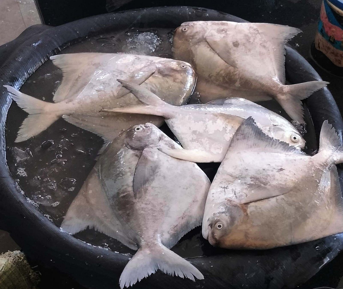 ಉಡುಪಿ | ತುಟ್ಟಿಯಾದ ಮೀನು: ಮತ್ಸ್ಯ ಪ್ರಿಯರಿಗೆ ಬರೆ