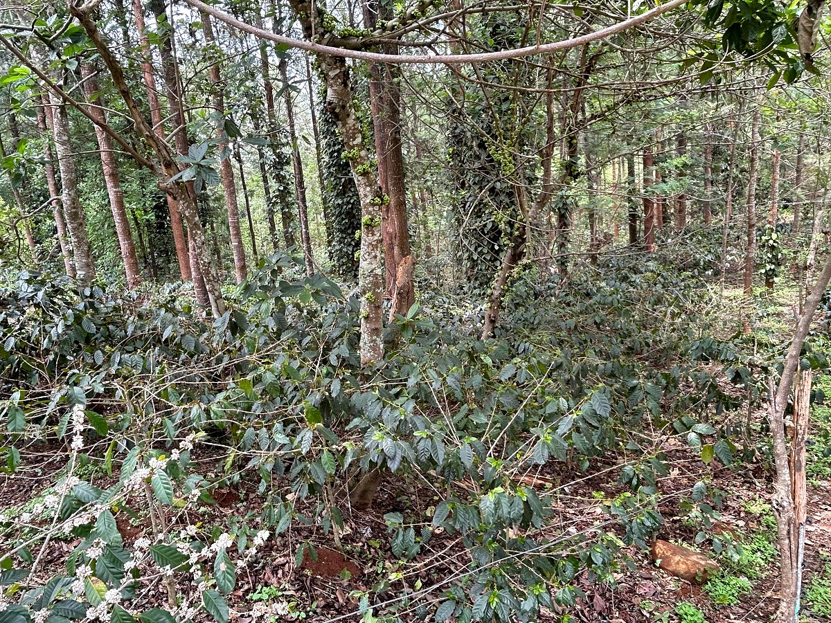 ಒಳನೋಟ: ‘ಅಡವಿ‘ಗೆ ಸೋಲಿಗರೇ ಮಾಲೀಕರು