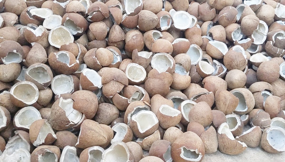 ತುಮಕೂರು: ಕೊಬ್ಬರಿ ಹರಾಜು ₹18 ಸಾವಿರ, ಖರೀದಿ ₹17 ಸಾವಿರ!