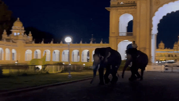 Mysuru Dasara: ಗೇಟ್‌ ತಳ್ಳಿ ರಸ್ತೆಯಲ್ಲಿ ಓಡಾಡಿದ್ದ ದಸರಾ ಆನೆಗಳು
