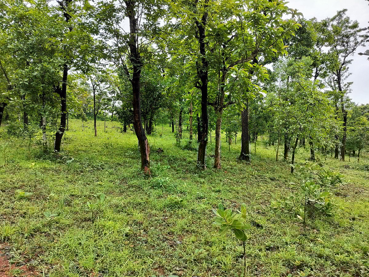 ಶಿರಸಿ: ನಗರದಂಚಿನ ಬೆಟ್ಟಕ್ಕೆ ಅತಿಕ್ರಮಣದ ಪೆಟ್ಟು