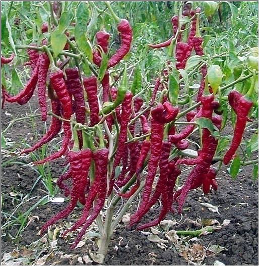 ಗಾಢ ಬಣ್ಣದ ‘ಕೃಷ್ಣಪ್ರಭಾ ರುದ್ರಾ’: ಸೌಂದರ್ಯವರ್ಧಕಗಳ ತಯಾರಿಕೆಯಲ್ಲಿ ಹೆಚ್ಚು ಬಳಕೆ