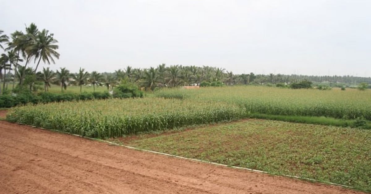 ಕಡೂರು–ಮೂಡಿಗೆರೆ ಭೂಮಂಜೂರಾತಿ: ಬಗೆದಷ್ಟು ಆಳ; ಅರಣ್ಯ ಭೂಮಿಯಲ್ಲೂ ಅಕ್ರಮ ಮಂಜೂರಾತಿ