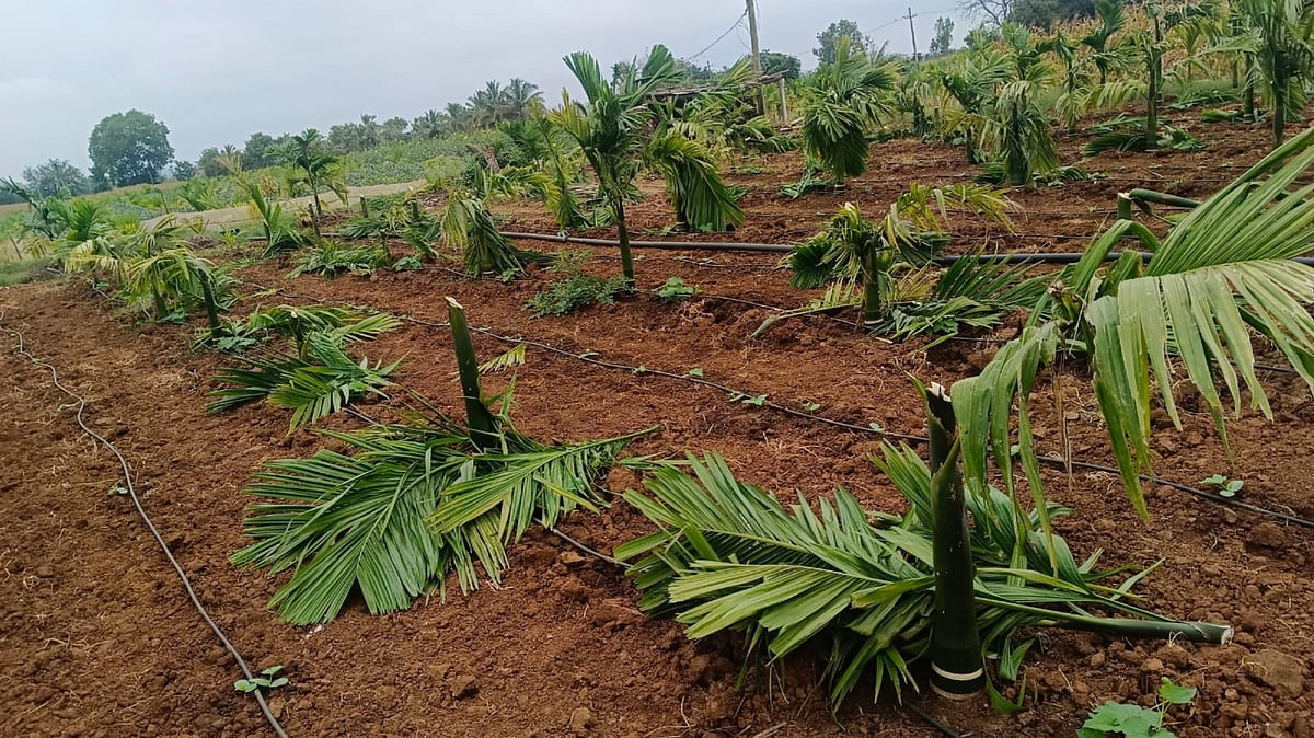 ಹಾವೇರಿ | ಮಾವನ ಮೇಲೆ ಸಿಟ್ಟು: 106 ಅಡಿಕೆ ಗಿಡ ಕಡಿದು ಹಾಕಿದ ಅಳಿಯ