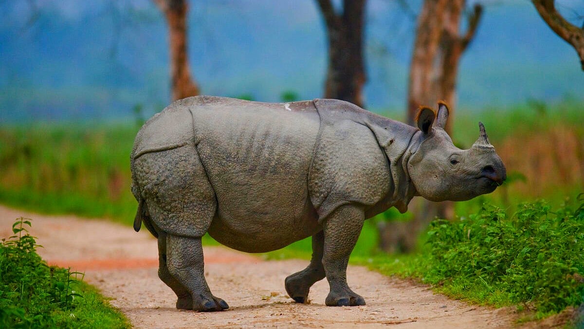 ಸ್ಪರ್ಧಾವಾಣಿ: ಘೇಂಡಾಮೃಗ ಸಂರಕ್ಷಣೆಗೆ ಏನಿದು ‘ಭಾರತದ ಮಾದರಿ’