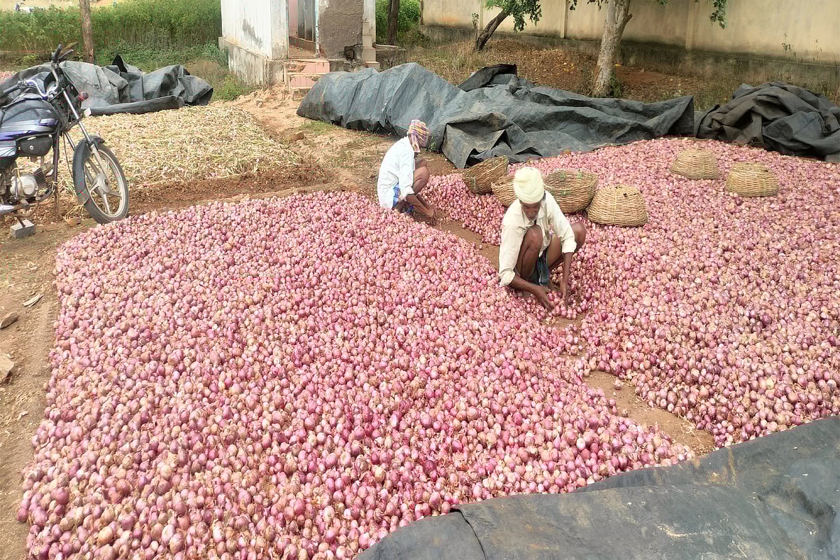 ಲಕ್ಷ್ಮೇಶ್ವರ | ಜಿಟಿಜಿಟಿ ಮಳೆ: ಕಟಾವಿಗೆ ಬಂದ ಈರುಳ್ಳಿ; ರೈತರಲ್ಲಿ ಆತಂಕ