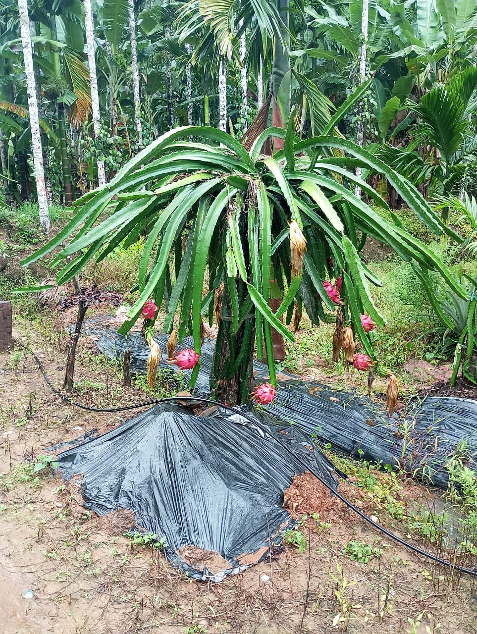 ಯಲ್ಲಾಪುರ: ಅಡಿಕೆ ತೋಟದಲ್ಲಿ ನಳನಳಿಸುವ ಡ್ರ್ಯಾಗನ್ ಫ್ರುಟ್ 
