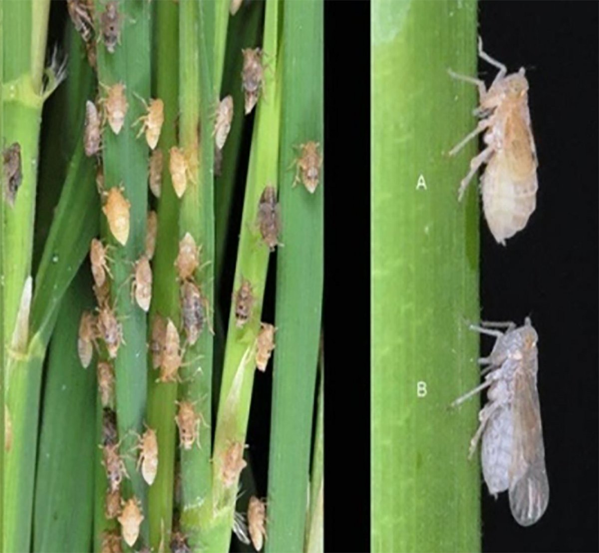 ತೀರ್ಥಹಳ್ಳಿ |ಹವಾಮಾನ ವೈಪರೀತ್ಯದಿಂದ ಕೀಟಬಾಧೆ; ಭತ್ತದ ಇಳುವರಿ ಕುಂಠಿತವಾಗುವ ಆತಂಕ