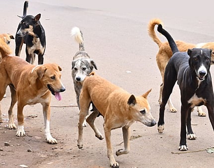 ಸಂಗತ | ರೇಬಿಸ್: ಜನಜಾಗೃತಿಯೇ ಮದ್ದು