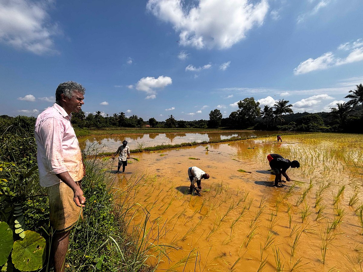 ಮಂಗಳೂರು:  ನಾಟಿ ಕಾರ್ಯಕ್ಕೆ ಒಡಿಶಾ ಕಾರ್ಮಿಕರ ಮೊರೆ 