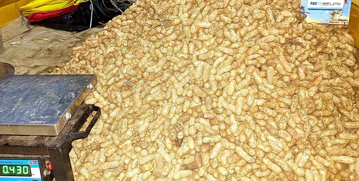 ದೇವನಹಳ್ಳಿ: ಶತಕ ಭಾರಿಸಿದ ಕಡಲೆಕಾಯಿ 