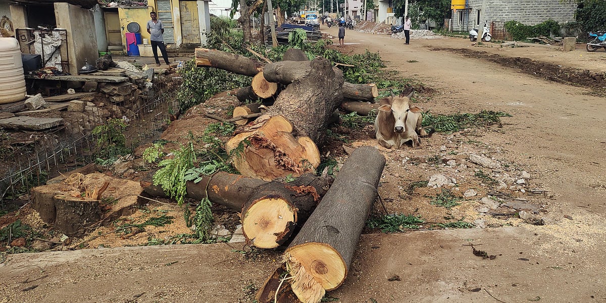 ಹಗರಿಬೊಮ್ಮನಹಳ್ಳಿ: ಅಭಿವೃದ್ಧಿ ಹೆಸರಲ್ಲಿ 39 ಮರಗಳ ಹನನ