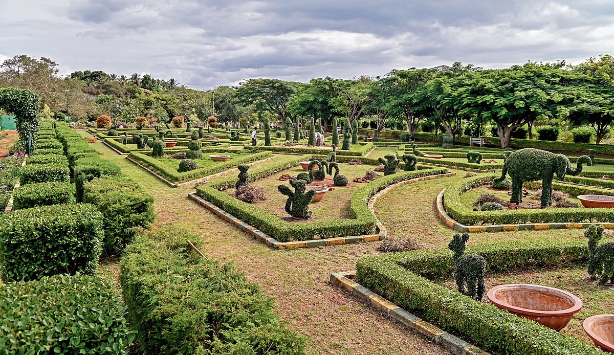 ಸಸ್ಯಲೋಕದ ನಿಧಿ ಲಿಂಗಾಂಬುಧಿ