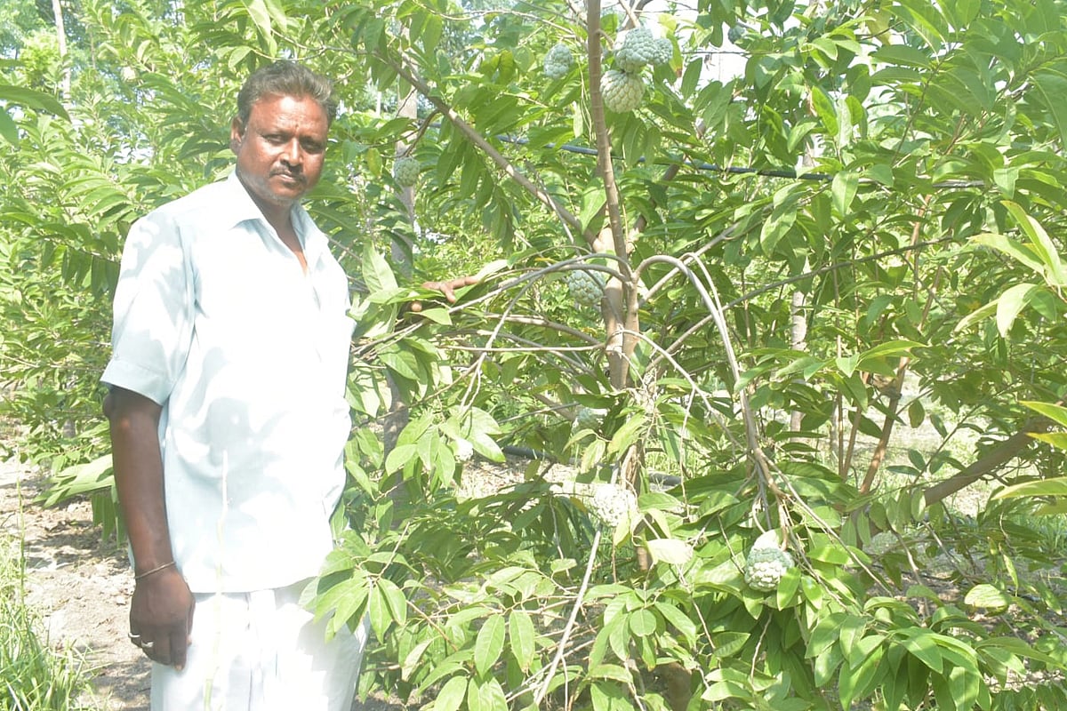 ಕವಿತಾಳ | ಸೀತಾಫಲ ಹಣ್ಣಿಗೆ ಹೆಚ್ಚಿದ ಬೇಡಿಕೆ; ಲಾಭದ ನಿರೀಕ್ಷೆಯಲ್ಲಿ ರೈತ