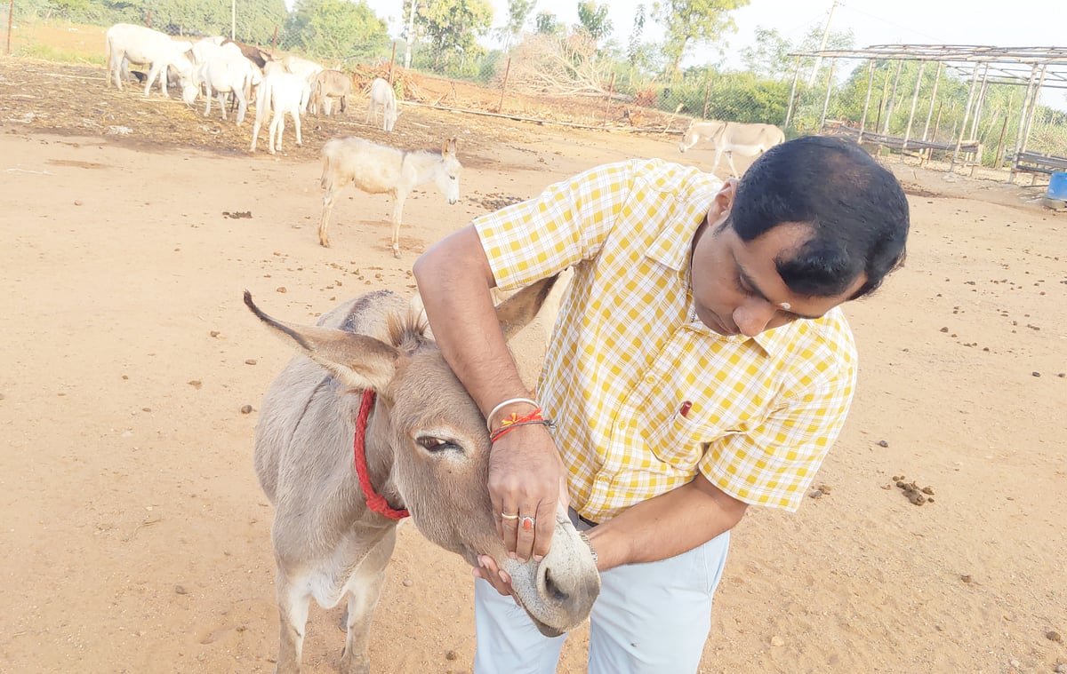 ಬಂಗಾರದ ಗಣಿ ಈ ಕತ್ತೆ ಫಾರ್ಮ್‌