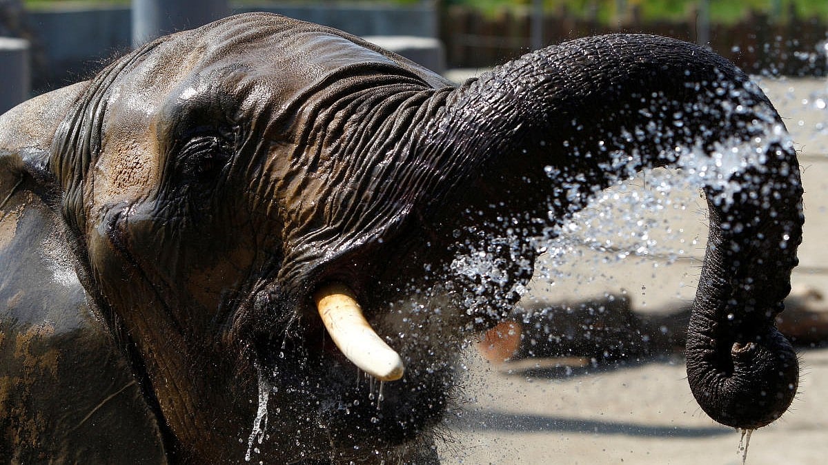 ಆಫ್ರಿಕನ್ ಆನೆ ಬಗ್ಗೆ ನಿರ್ಲಕ್ಷ: ದೆಹಲಿ ಝೂ ಸದಸ್ಯತ್ವ ಅಮಾನತುಗೊಳಿಸಿದ WAZA