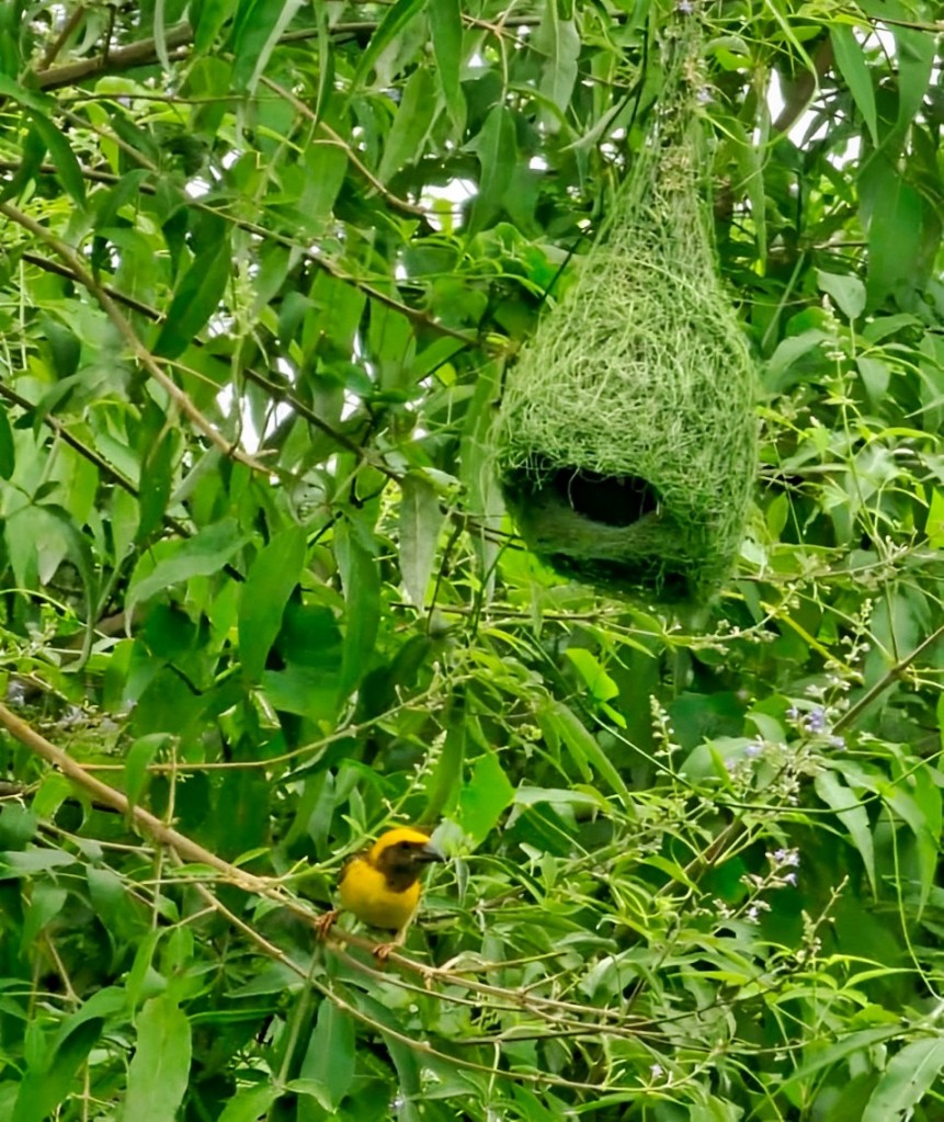 ಗೀಜಗ ಹಕ್ಕಿಗಳು ಕಟ್ಟಿರುವುದು