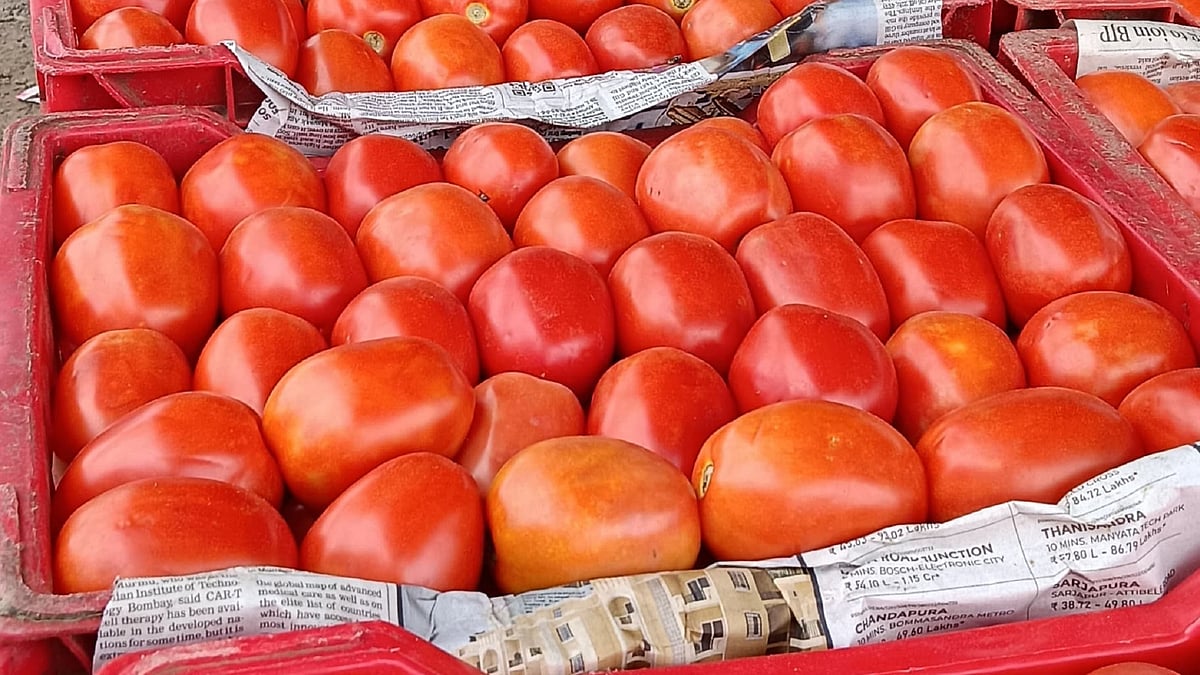 ಹೊರ ರಾಜ್ಯಗಳಿಂದ ಹೆಚ್ಚಿದ ಬೇಡಿಕೆ: ಟೊಮೆಟೊ ದರ ಮತ್ತೆ ದುಬಾರಿ
