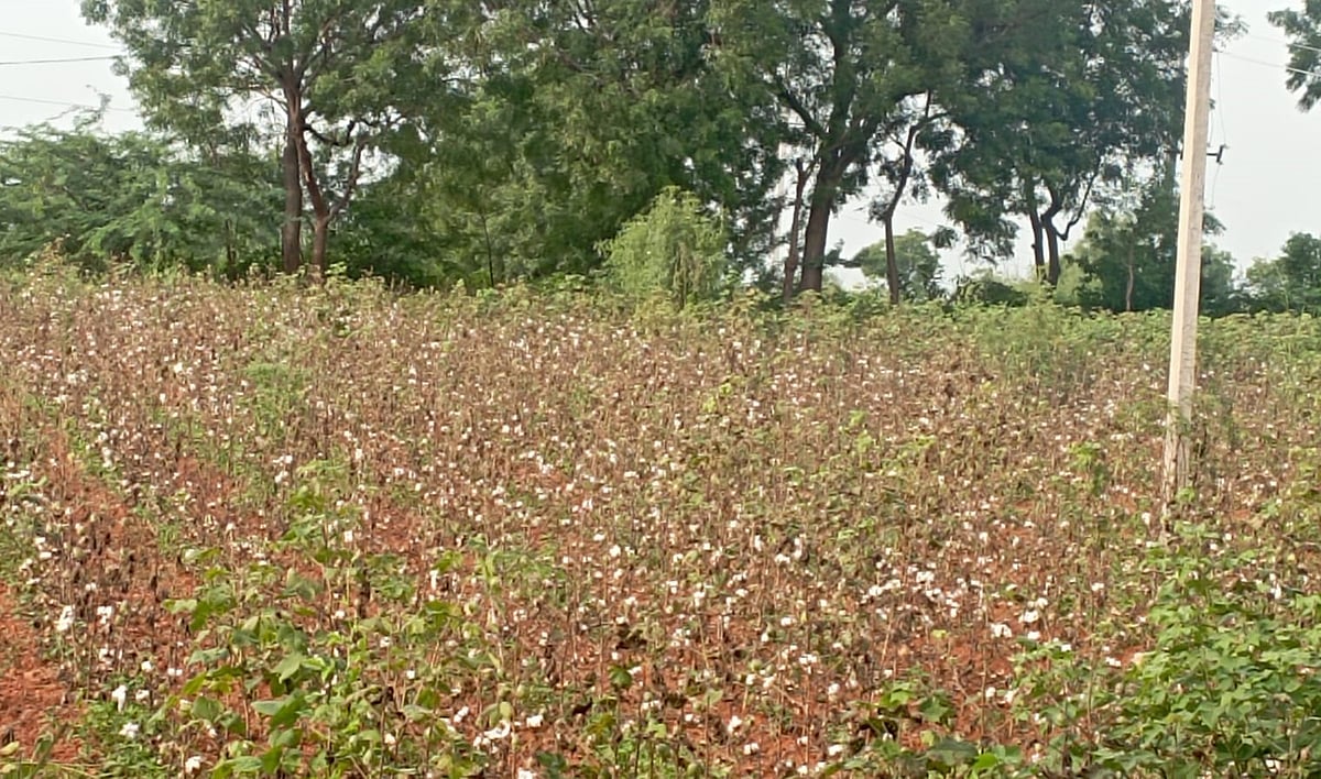 ಆರಂಭದಲ್ಲಿ ಮಳೆ ಕೊರತೆ, ಕಟಾವಿನ ವೇಳೆ ಅತಿವೃಷ್ಟಿ; ಸಂಕಷ್ಟದಲ್ಲಿ ಹತ್ತಿ ಬೆಳೆಗಾರ