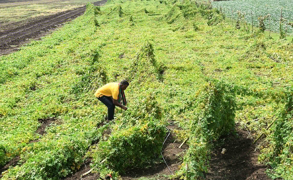 ರಭಸದ ಗಾಳಿ, ಮಳೆ:  ನೆಲಕಚ್ಚಿದ ಟೊಮೆಟೊ, ಹಾಗಲಕಾಯಿ, ಭತ್ತ