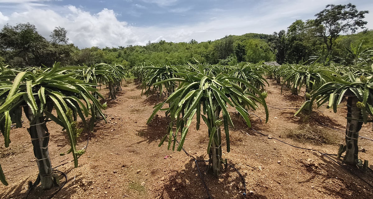 ಗಂಗಾವಳಿ ನದಿ ತಟದಲ್ಲಿ ‘ಡ್ರ್ಯಾಗನ್’ ಘಮಲು