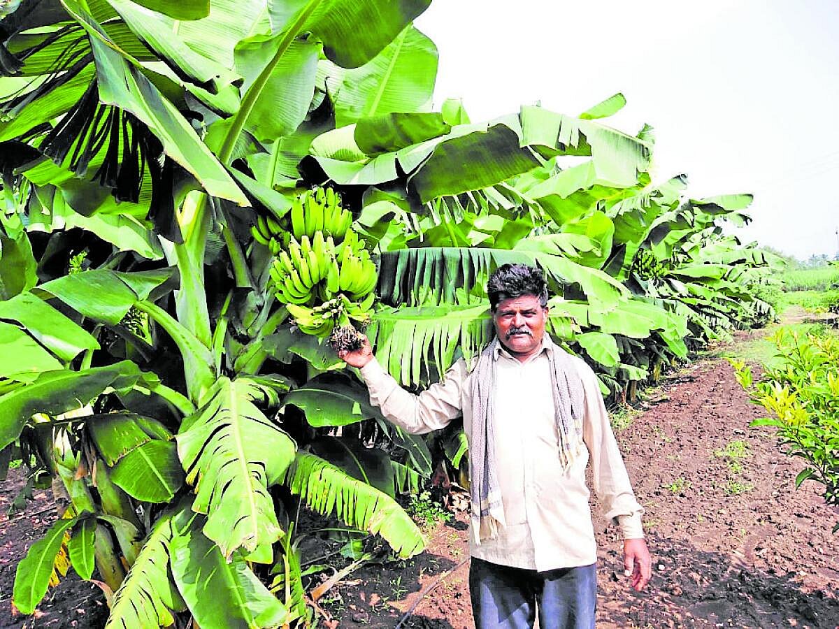 ಲಾಭ ತಂದ ಸಮಗ್ರ ಕೃಷಿ ಪದ್ಧತಿ

