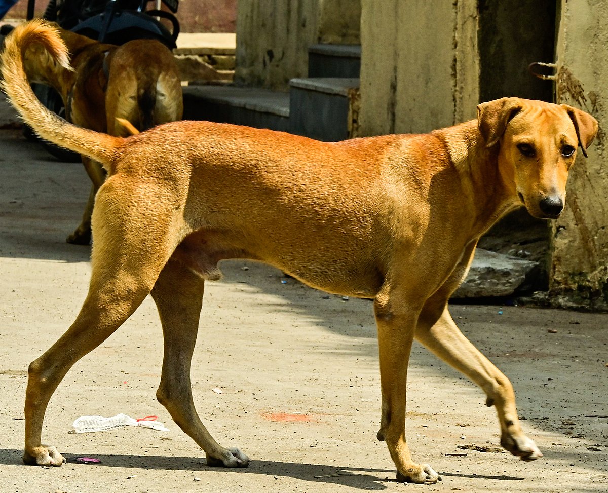 ವಿಷ ಹಾಕಿ ನಾಯಿ ಹತ್ಯೆ: ಸುಳಿವು ನೀಡಿದವರಿಗೆ ಪೆಟಾದಿಂದ  ₹50 ಸಾವಿರ ಬಹುಮಾನ