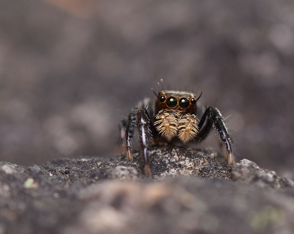 ದೊಡ್ಡಬಳ್ಳಾಪುರ: ಹೊಸ ಜೇಡ ಪ್ರಭೇದಕ್ಕೆ ‘ತೆಂಕಣ ಜಯಮಂಗಲಿ’ ಹೆಸರು 