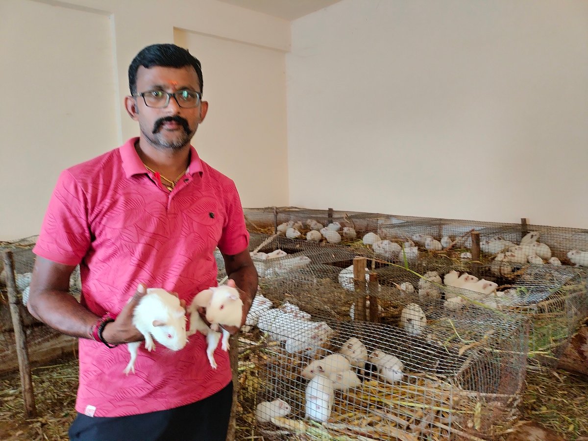 ವಕೀಲನ ಕೈ ಹಿಡಿದ ‘ಗಿನಿಯಾ ಪಿಗ್‌’: ಸ್ವಾವಲಂಬಿ ಬದುಕು ಕಟ್ಟಿಕೊಂಡ ಪ್ರಗತಿಪರ ರೈತ