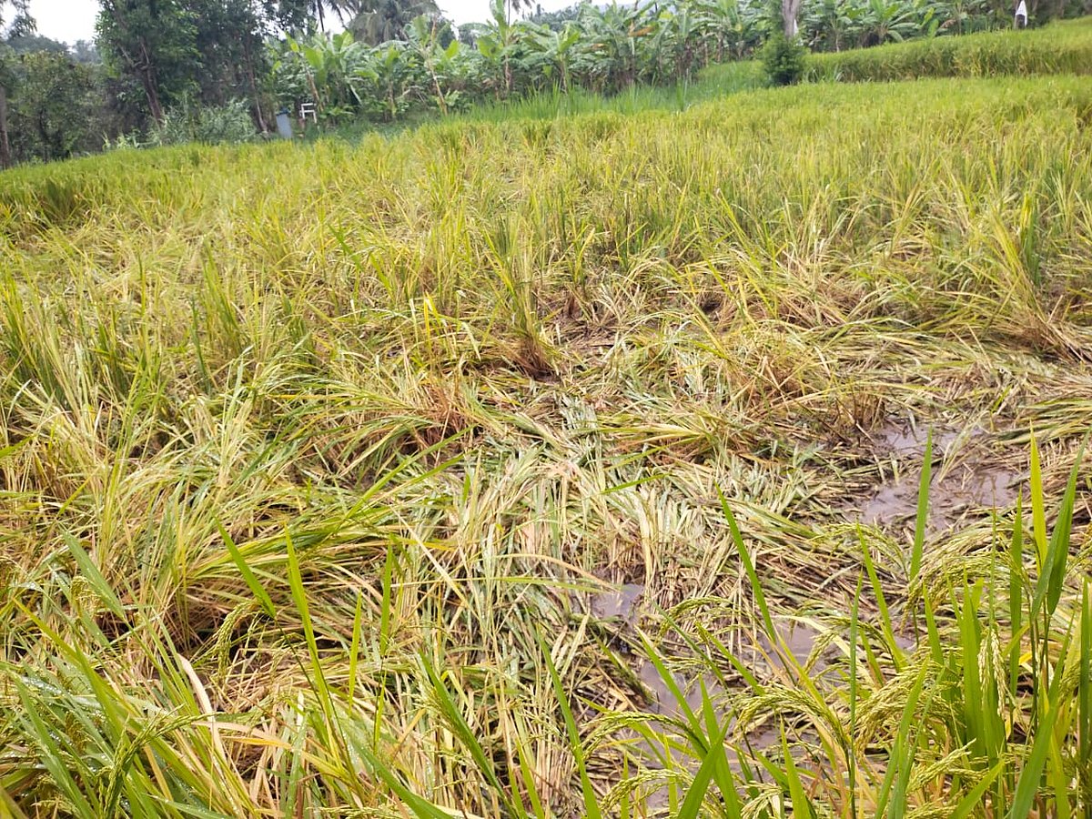 ಬೀದರ್‌ | ಅತಿವೃಷ್ಟಿ: ಕಡ್ದು ಕೊಟ್ಟವರಿಗೆ ಖುಷಿ, ಪಡೆದವರಿಗೆ ಸಂಕಟ
