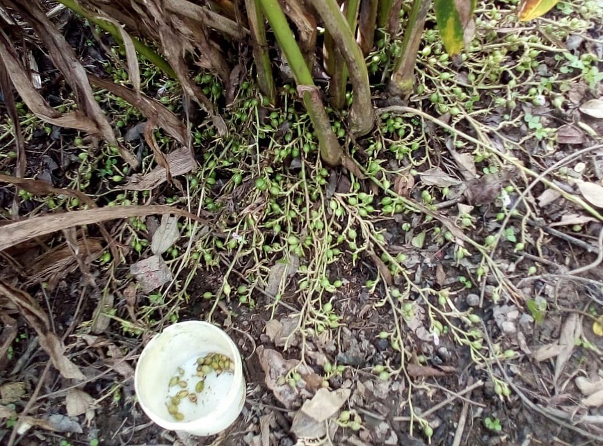 ಸತತ ಮಳೆ: ಏಲಕ್ಕಿ ಬೆಳೆಗಾರರಿಗೆ ಸಂಕಷ್ಟ