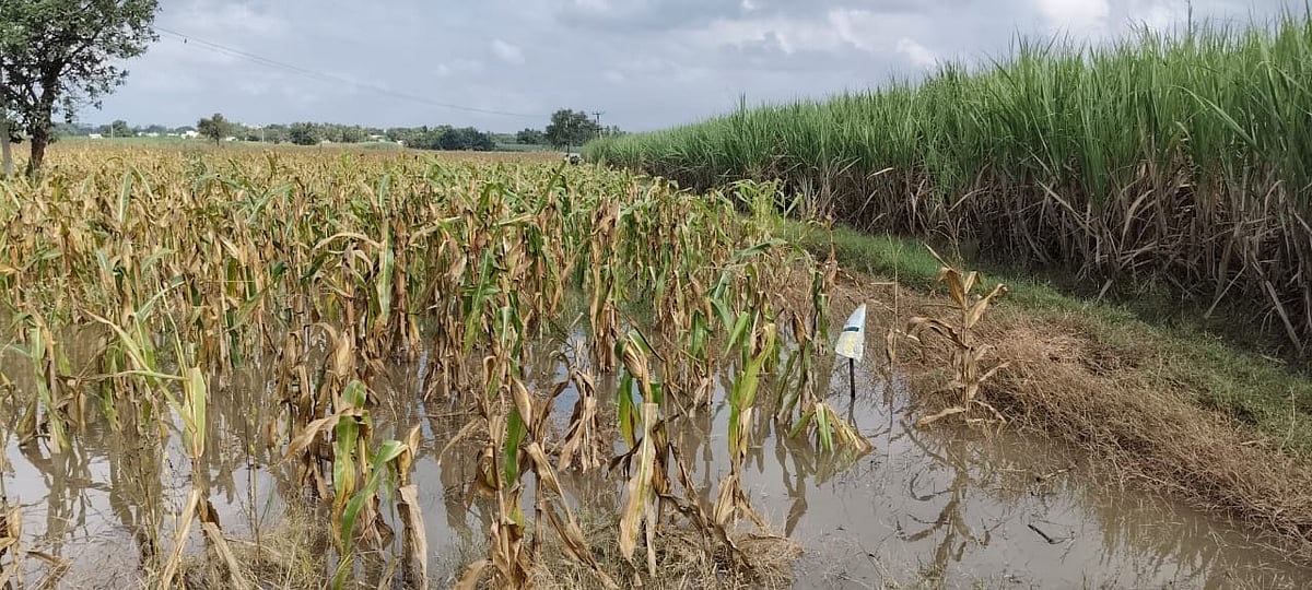 ಹುನಗುಂದ: ಜಮೀನುಗಳಿಗೆ ನುಗ್ಗಿದ ಮಲಪ್ರಭಾ ನದಿ ನೀರು
