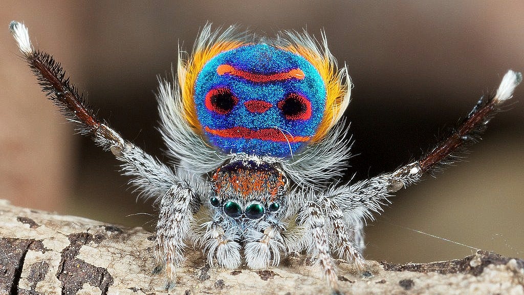 ನೋಡಿದಿರಾ ನವಿಲು ಜೇಡ..!