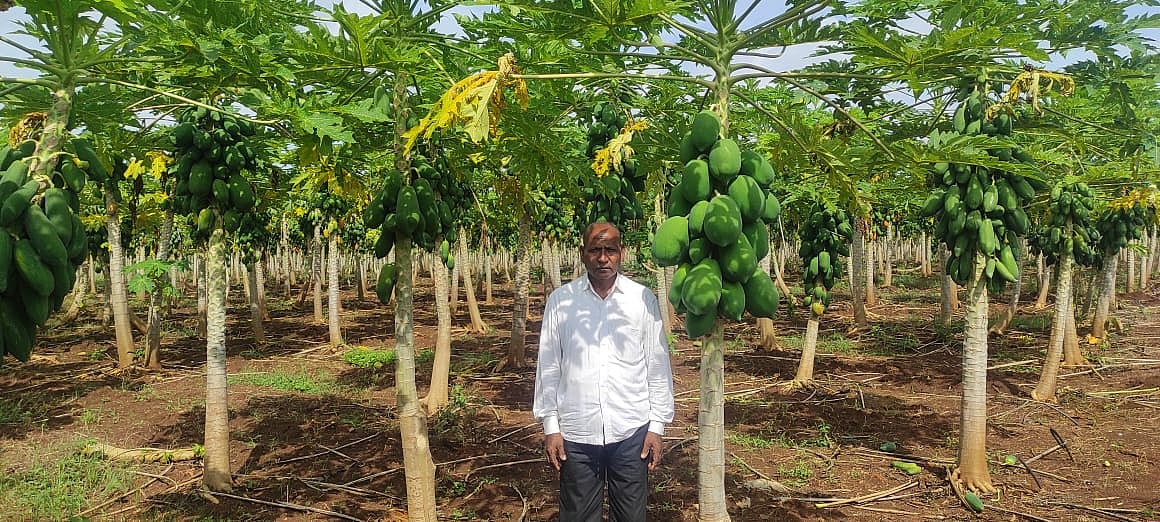 ಕೃಷಿ–ಖುಷಿ: ಒಂದು ಎಕರೆಯಲ್ಲಿ ಪಪ್ಪಾಯಿ, ಶುಂಠಿ ಬೆಳೆದು ₹ 18 ಲಕ್ಷ ಗಳಿಸಿದ ರೈತ