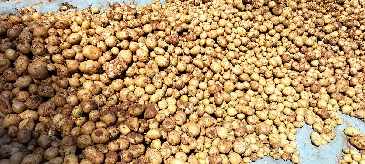 ಆಲೂಗಡ್ಡೆಗೆ ಉತ್ತಮ ದರ; ಗುಂಡ್ಲುಪೇಟೆ ಬೆಳೆಗಾರರ ಮೊಗದಲ್ಲಿ ಮಂದಹಾಸ