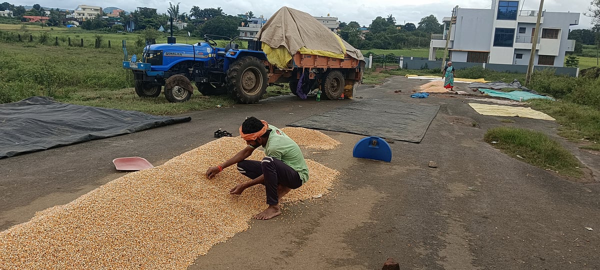 ಅಳ್ನಾವರ | ಬಿಟ್ಟೂಬಿಡದ ಮಳೆ: ಹೊಲದಲ್ಲಿ ನೆಲಕ್ಕೊರಗಿದ ಭತ್ತ