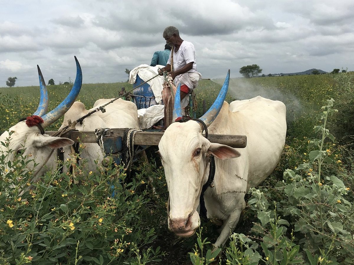 ತೊಗರಿಗೆ ಕೀಟನಾಶಕ ಸಿಂಪಡಣೆ: ಎತ್ತು, ಬಂಡಿಗೆ ಬಂತು ಭಾರಿ ಡಿಮ್ಯಾಂಡ್