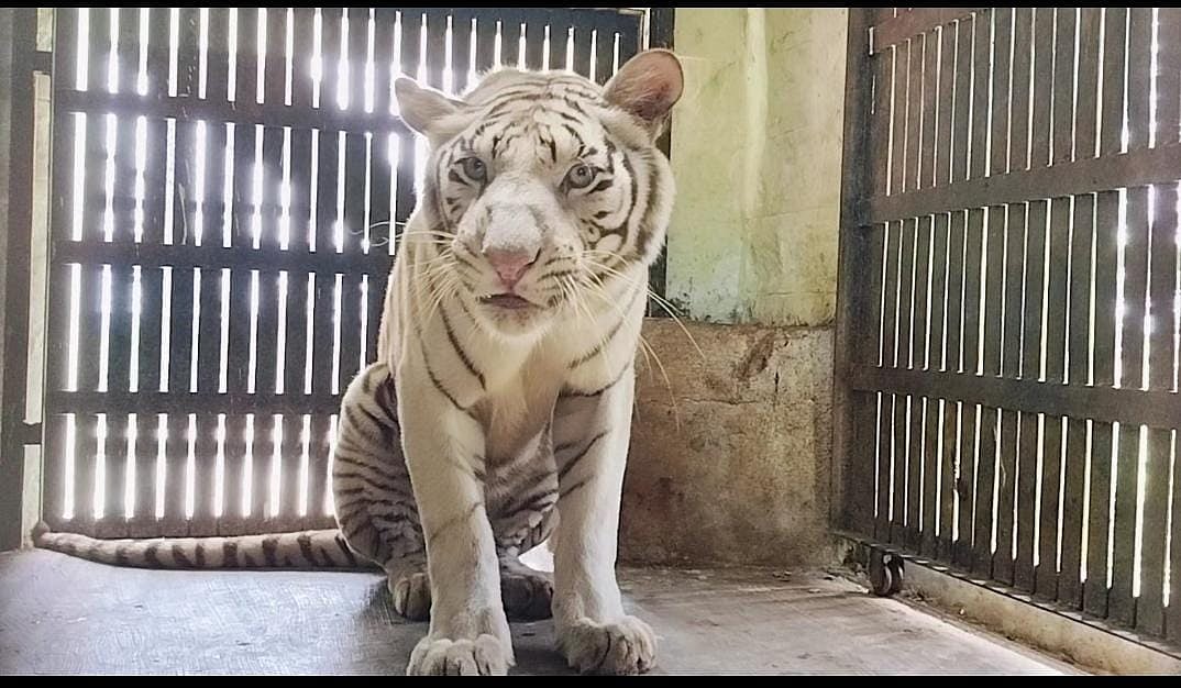 ಬನ್ನೇರುಘಟ್ಟಕ್ಕೆ ಪಟ್ನಾದ ಅತಿಥಿಗಳು: ಬಿಳಿ ಹುಲಿ, ಕಾಡು ಬೆಕ್ಕು ಆಗಮನ