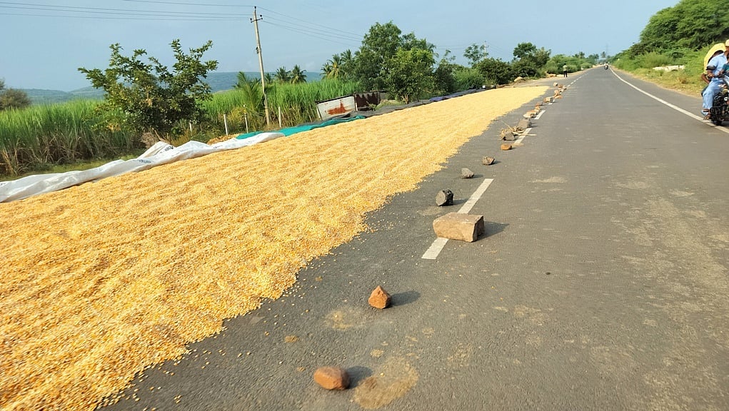 ಗುಳೇದಗುಡ್ಡ | ರಾಜ್ಯ ಹೆದ್ದಾರಿ ಮೇಲೆಯೇ ಬೆಳೆ ‘ರಾಶಿ’; ಪ್ರವಾಸಿಗರಿಗೆ ಅನಾನುಕೂಲ