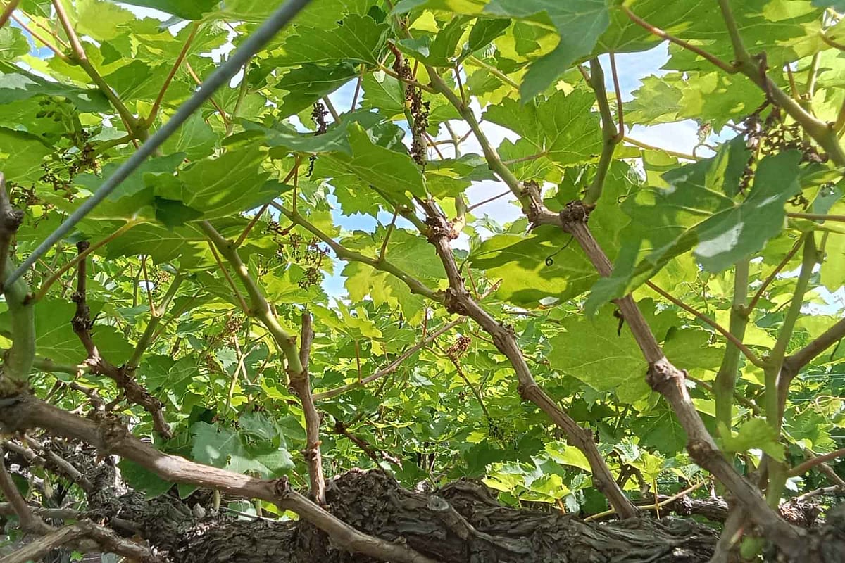 ತಾಂಬಾ: ದ್ರಾಕ್ಷಿ ಬೆಳೆಗೆ ‘ದಾವಣಿ’ ದಾಳಿ