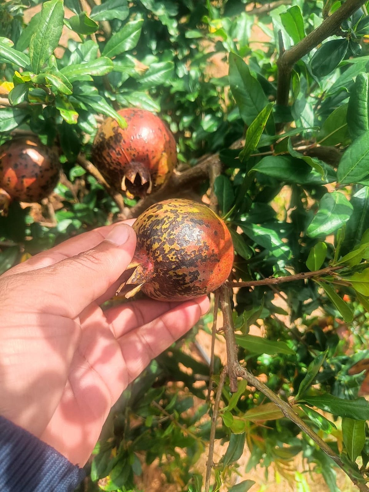 ಹೊಸದುರ್ಗ | ಜಿಟಿ ಜಿಟಿ ಮಳೆ, ದಾಳಿಂಬೆಗೆ ಚಿಬ್ಬುರೋಗ