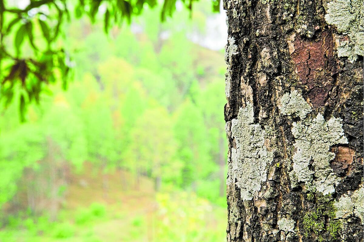 ‘ಬೆಳೆ ದರ್ಶಕ್‌’ನಲ್ಲಿ ಮರಗಳಿಗೆ ಜಾಗವಿಲ್ಲ!