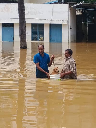 ಜಲಾವೃತವಾದ ಪ್ರದೇಶದಲ್ಲಿ ನಾಯಿಯೊಂದನ್ನು ಸುರಕ್ಷಿತ ಸ್ಥಳಕ್ಕೆಸ್ಥಳಾಂತರಿಸುತ್ತಿರುವ ವೇಳೆ ಕಂಡ ದೃಶ್ಯ