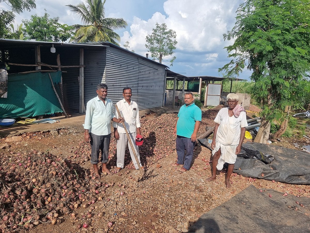 ಮುಧೋಳ | ರೈತರಿಗೆ ಕಣ್ಣೀರು ತರಿಸಿದ ಈರುಳ್ಳಿ: ಬಂಡವಾಳವೂ ಕೈಸೇರದ ಪರಿಸ್ಥಿತಿ