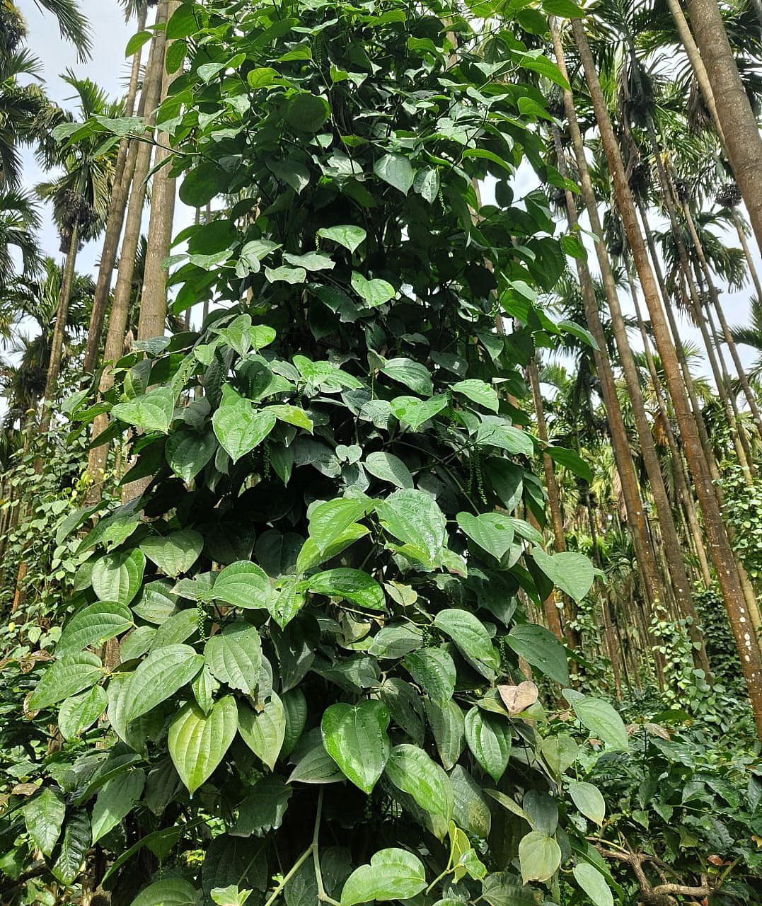 ಚಿಕ್ಕಮಗಳೂರು | ಆಮದು ಹೆಚ್ಚಳ: ಕಾಳುಮೆಣಸಿನ ಧಾರಣೆ ಕುಸಿತ