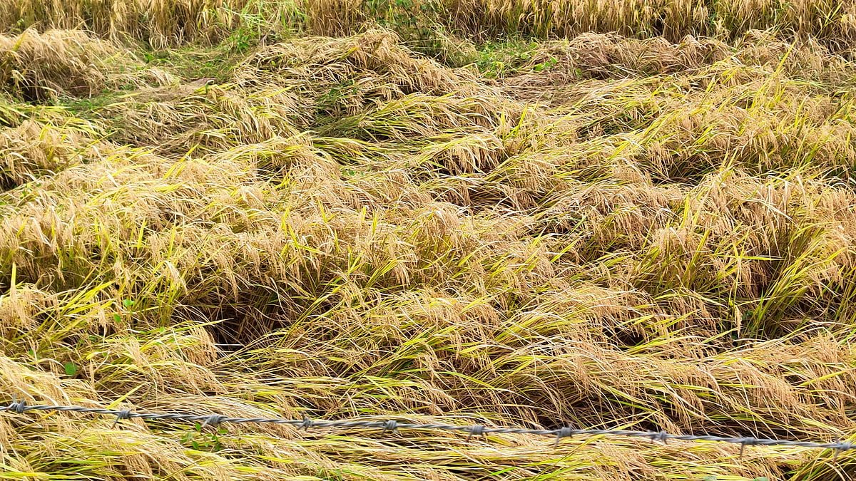 ಗದ್ದೆಯ ಚಿತ್ರಣ ಬದಲಿಸಿದ ಮಳೆ: ಕೊಯ್ಲಿಗೆ ಬಂದಿದ್ದ ಭತ್ತ, ಜೋಳ ಕೆಸರು ಪಾಲು