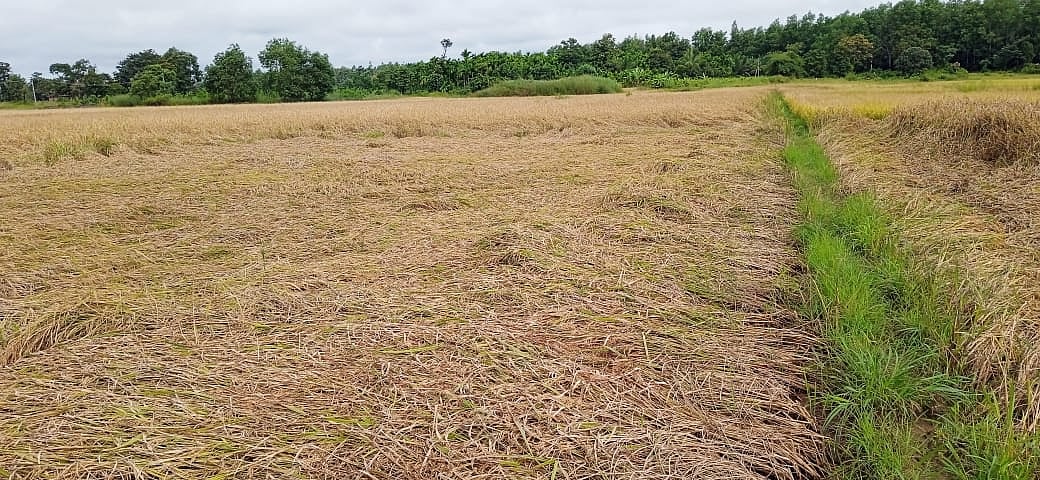 ಸೊರಬ | ಅಕಾಲಿಕ ಮಳೆಯಿಂದ ನೆಲಕಚ್ಚಿದ ಬೆಳೆ: ನಷ್ಟದ ಭೀತಿಯಲ್ಲಿ ರೈತ ಸಮುದಾಯ 