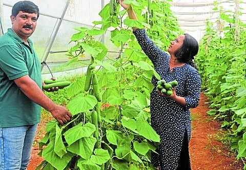 ಹುಣಸೂರು: ಪಾಲಿಹೌಸ್ ಕೃಷಿಯಲ್ಲಿ ಖುಷಿ ಕಂಡ ರೈತ