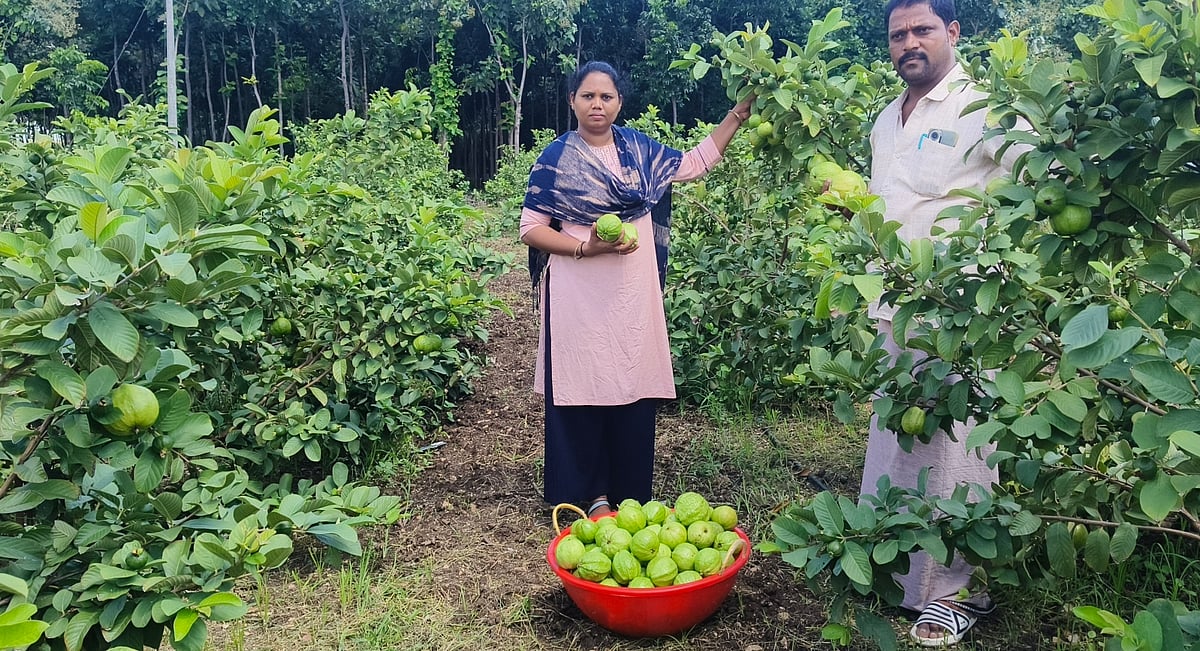 ಬರಡು ನಾಡಲ್ಲಿ ಸಮಗ್ರ ಕೃಷಿ; ಉತ್ತಮ ಆದಾಯ ತಂದ ಪೇರಲ